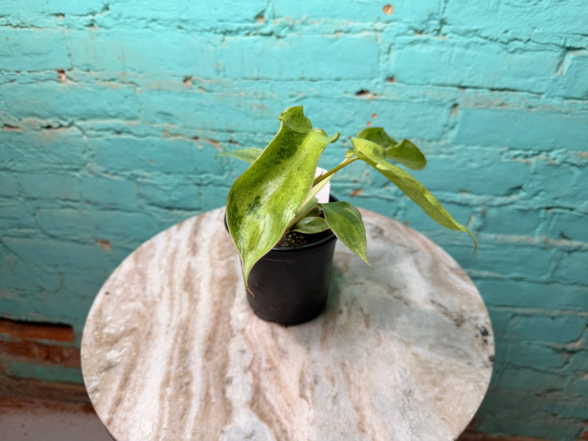 Philodendron Paraiso Verde 4”
