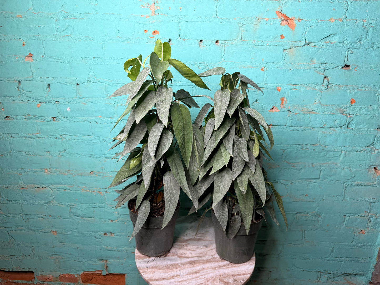 Cebu Blue Pothos Totem 6”