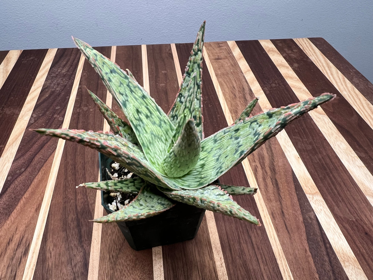 Aloe-White (cosmo aloe)