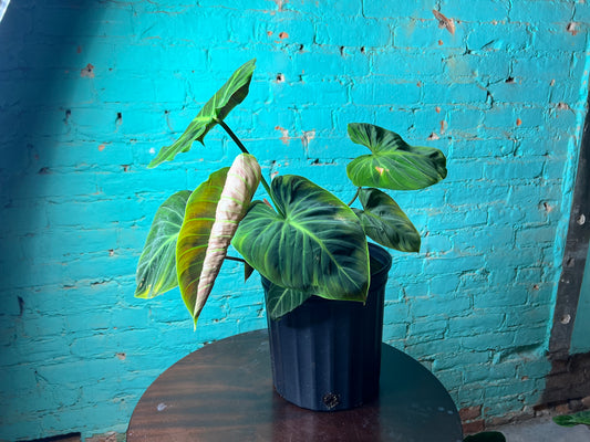Philodendron El Choco Red 10”