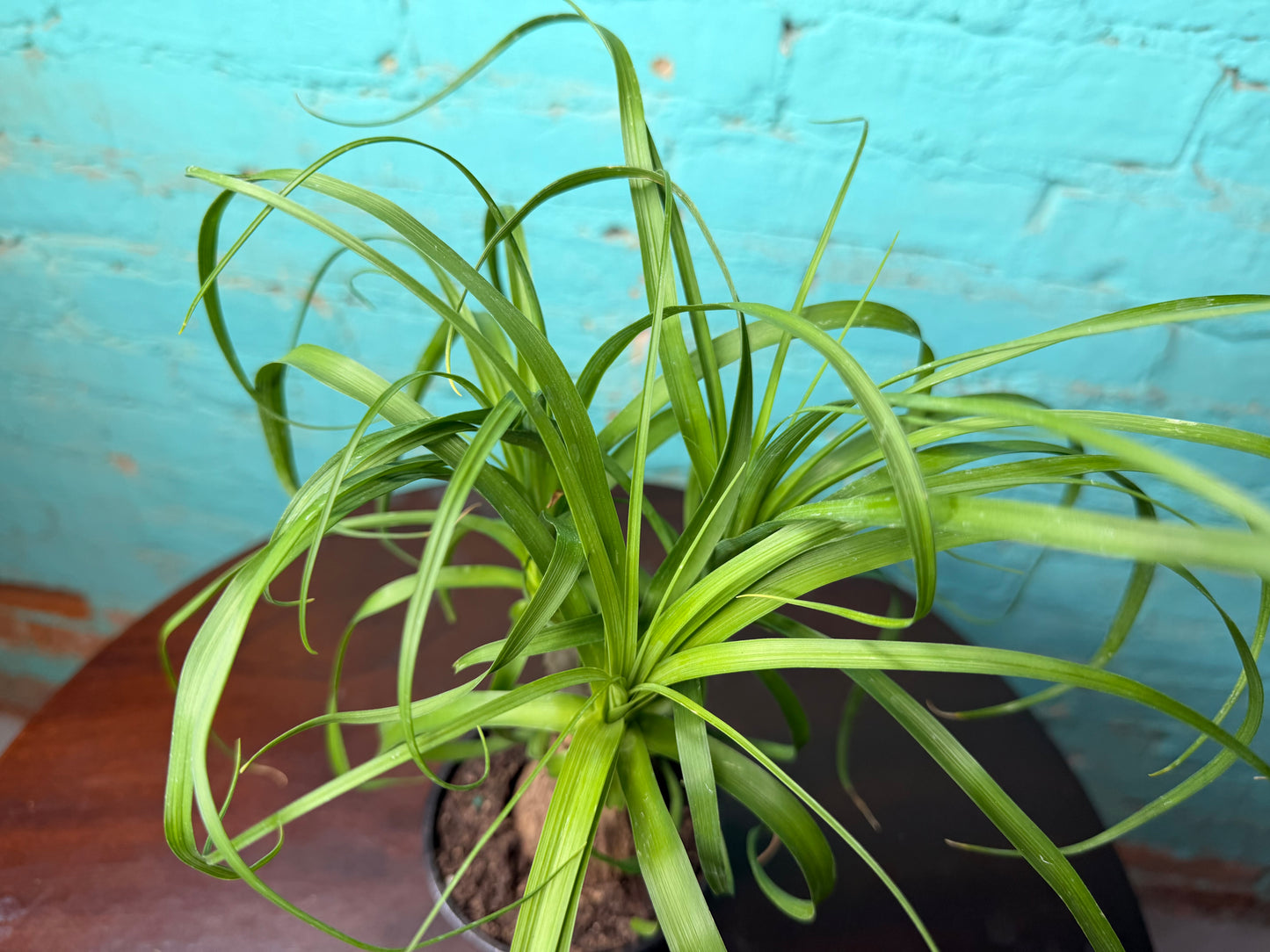 Ponytail Palm 4”
