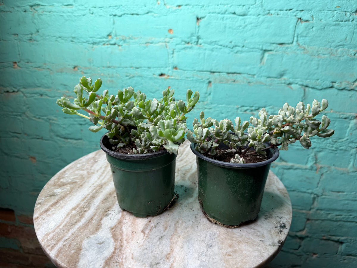 Oscularia Deltoides ‘Pink Ice Plant’ 4”