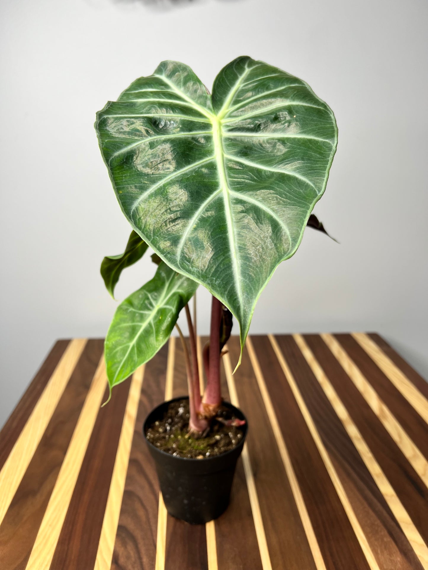 Alocasia Morocco (Pink Dragon)