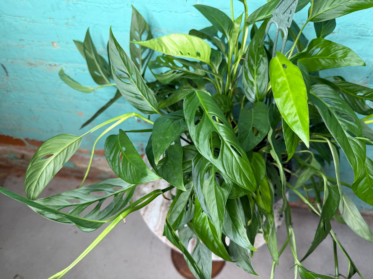 Monstera Adansonii ‘Swiss Cheese’ Wide Form 8” basket