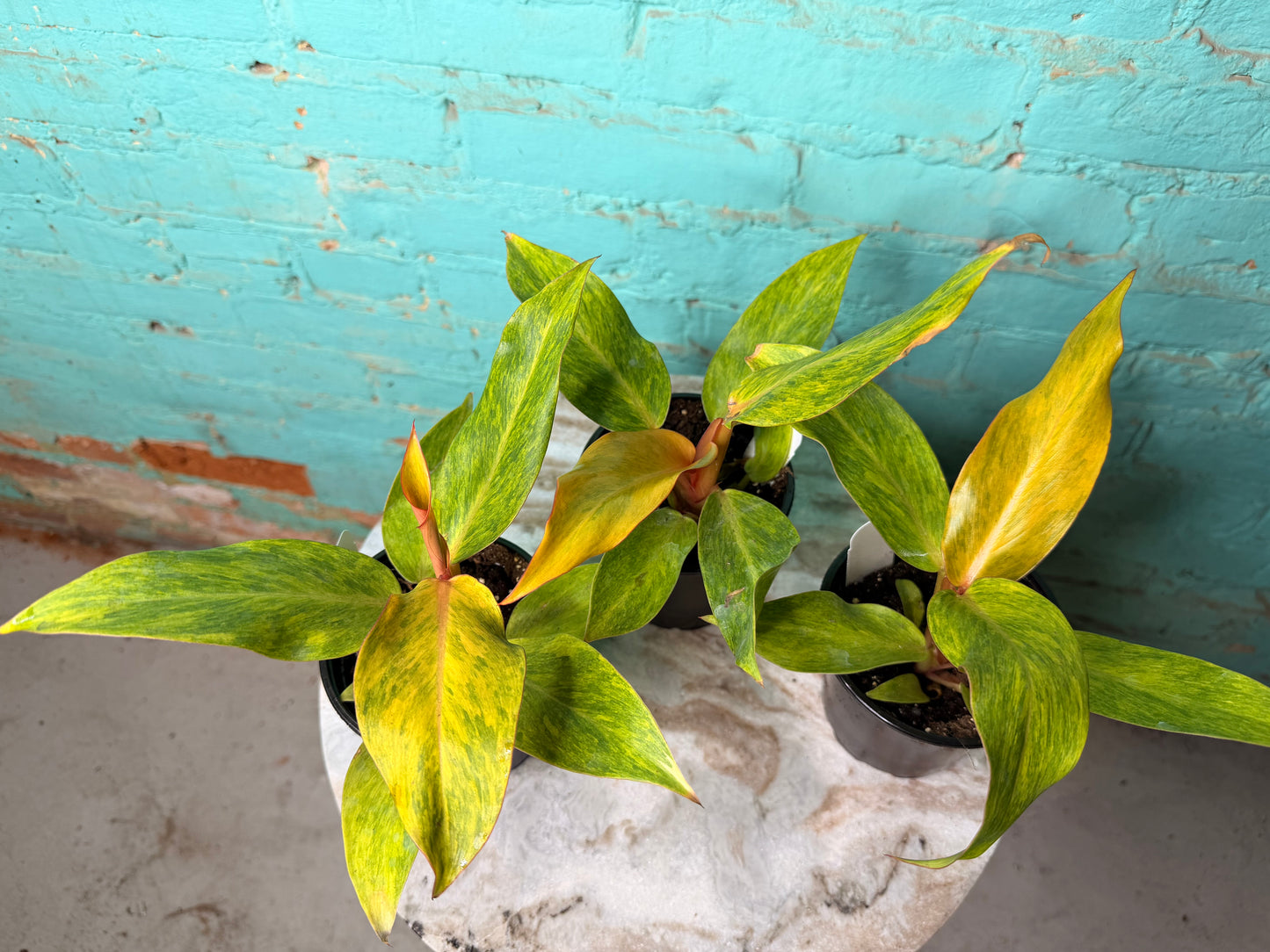 Philodendron Orange Marmalade 4”