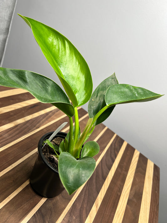 Philodendron Congo Thailand  4”