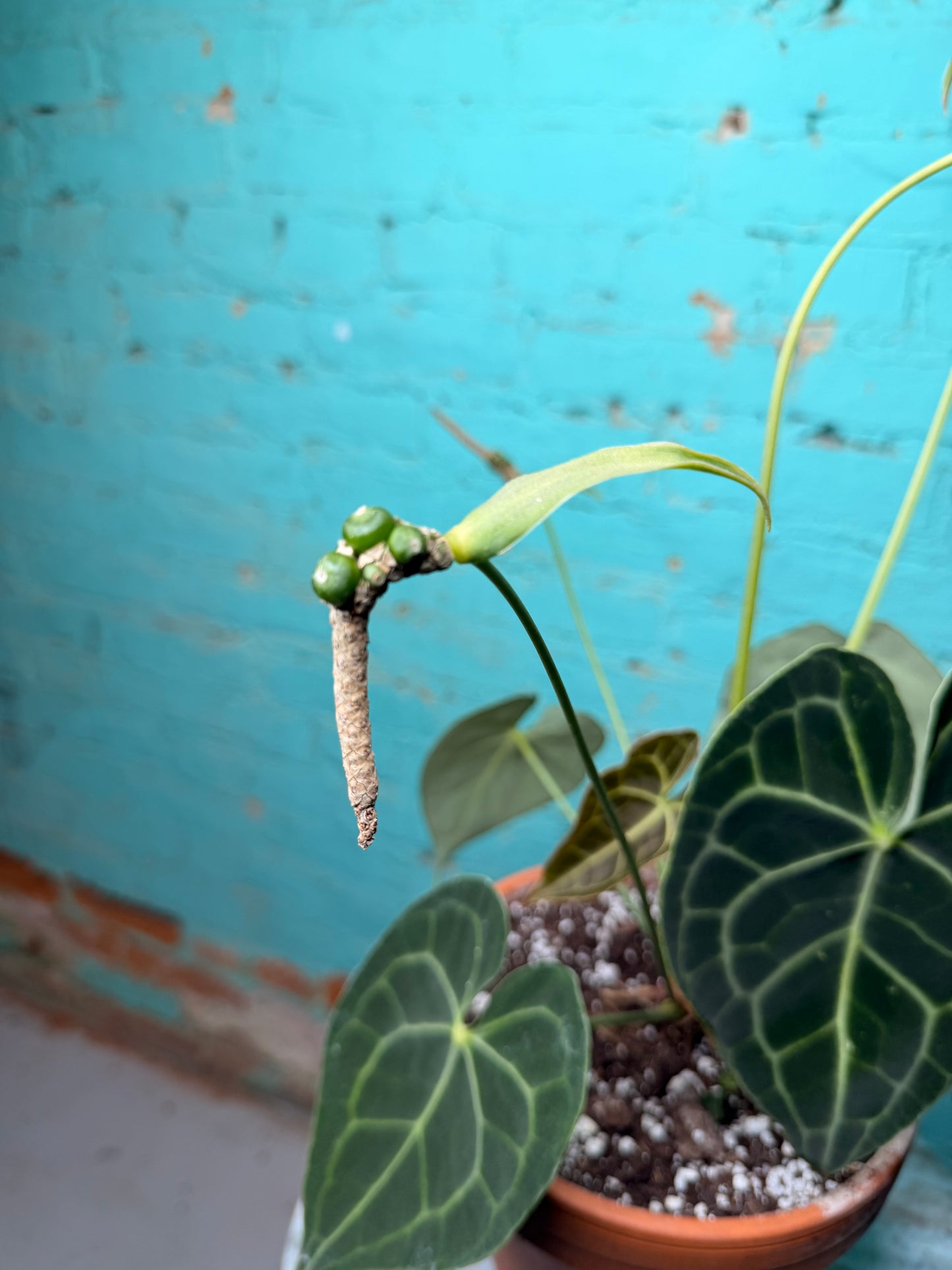 Anthurium Clarinervium 8”