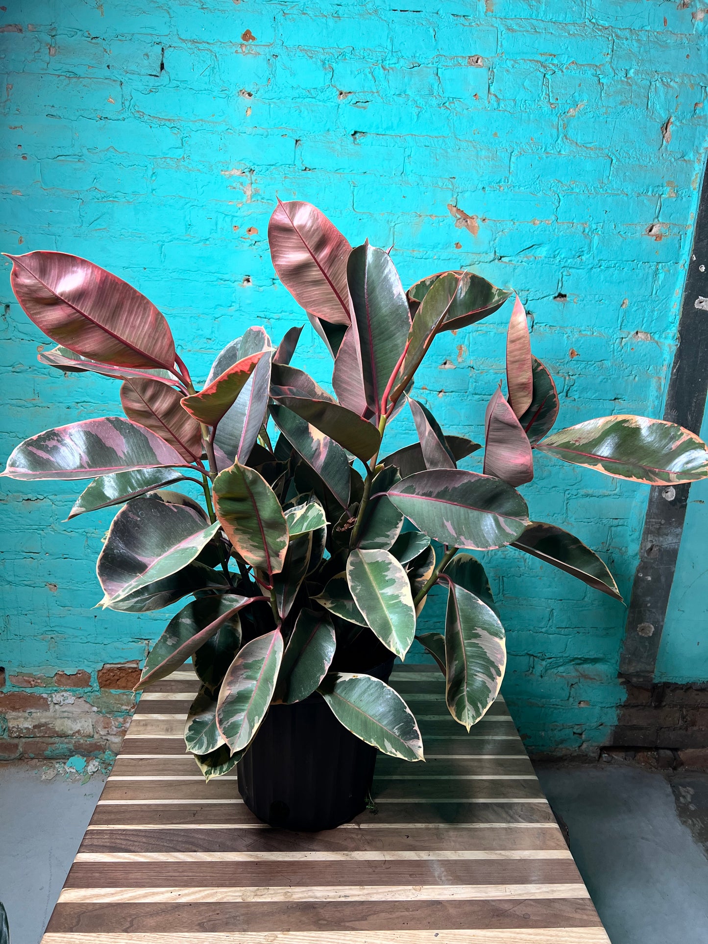 Rubber Tree - Ruby variegated pink 10”