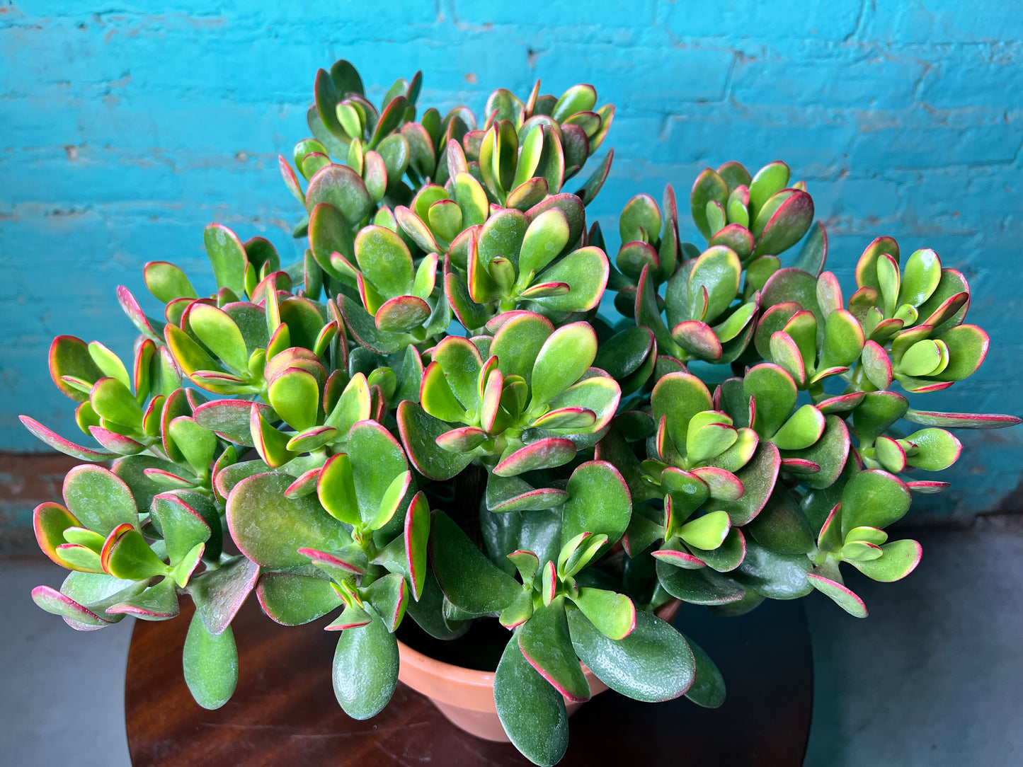 Jade 6”