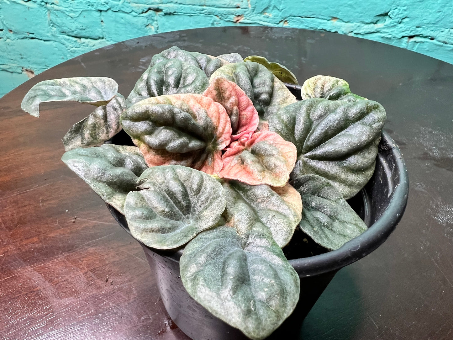 Peperomia Abicos 4”
