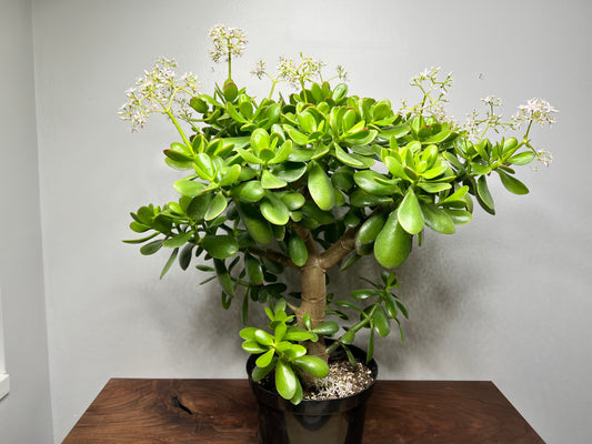 Jade tree 9” flowering -NO SHIPPING