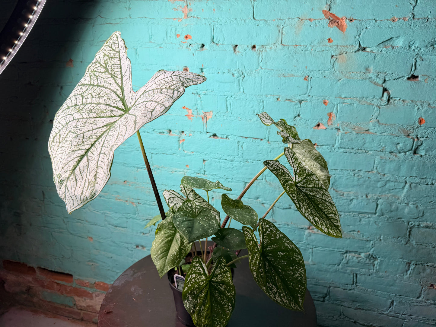 Caladium 6” ‘Dreams’