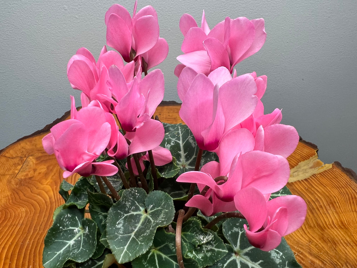 Cyclamen