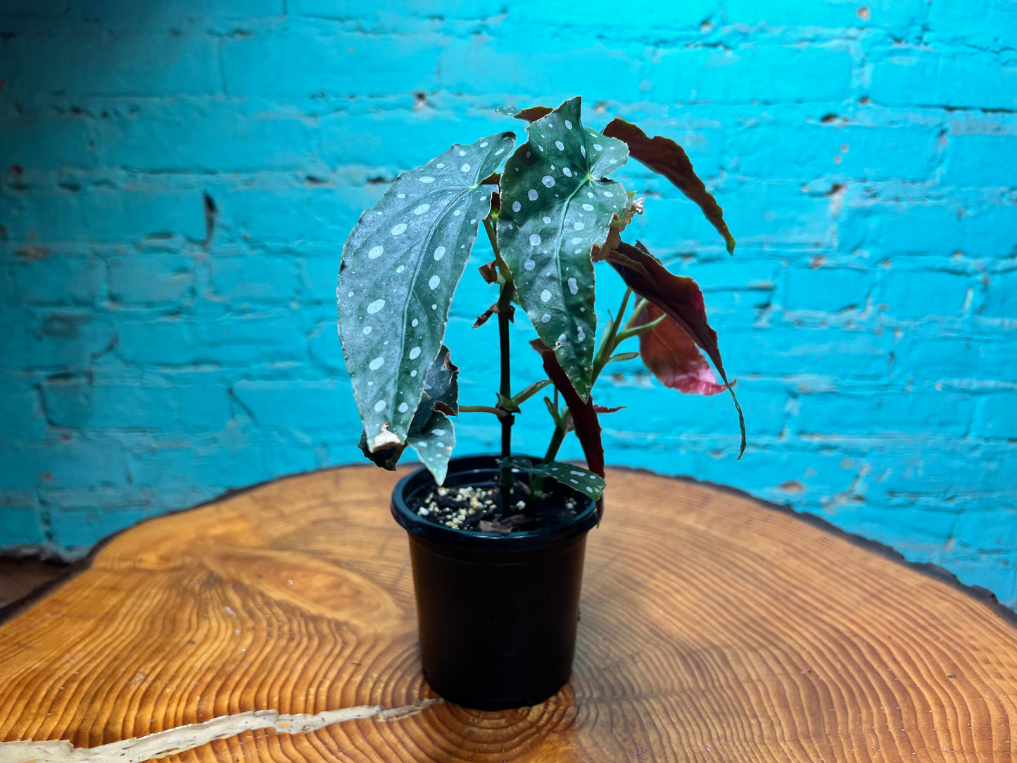 Begonia maculata- Polka Dot 4”