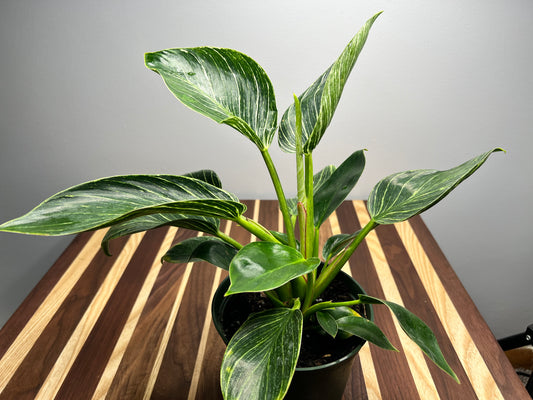 Philodendron Birkin 6”