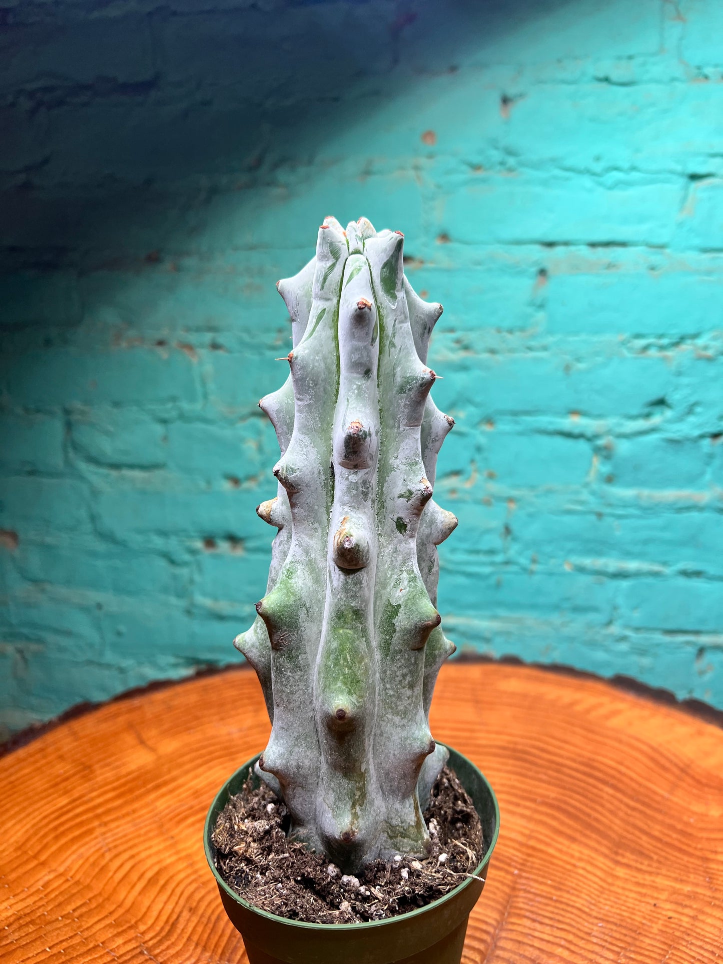 Ghost Boobie Cactus 4”