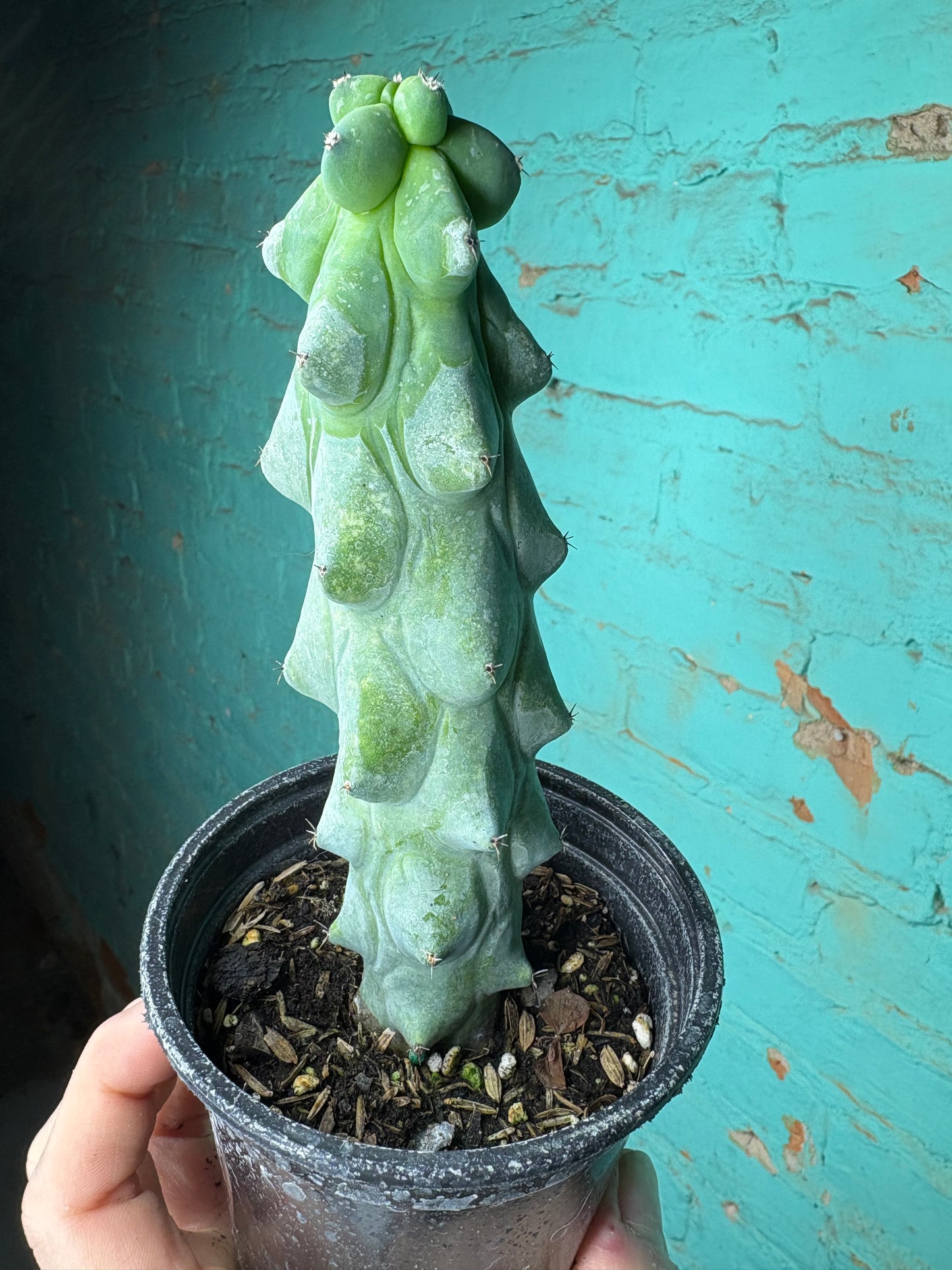 Boobie Cactus 4”