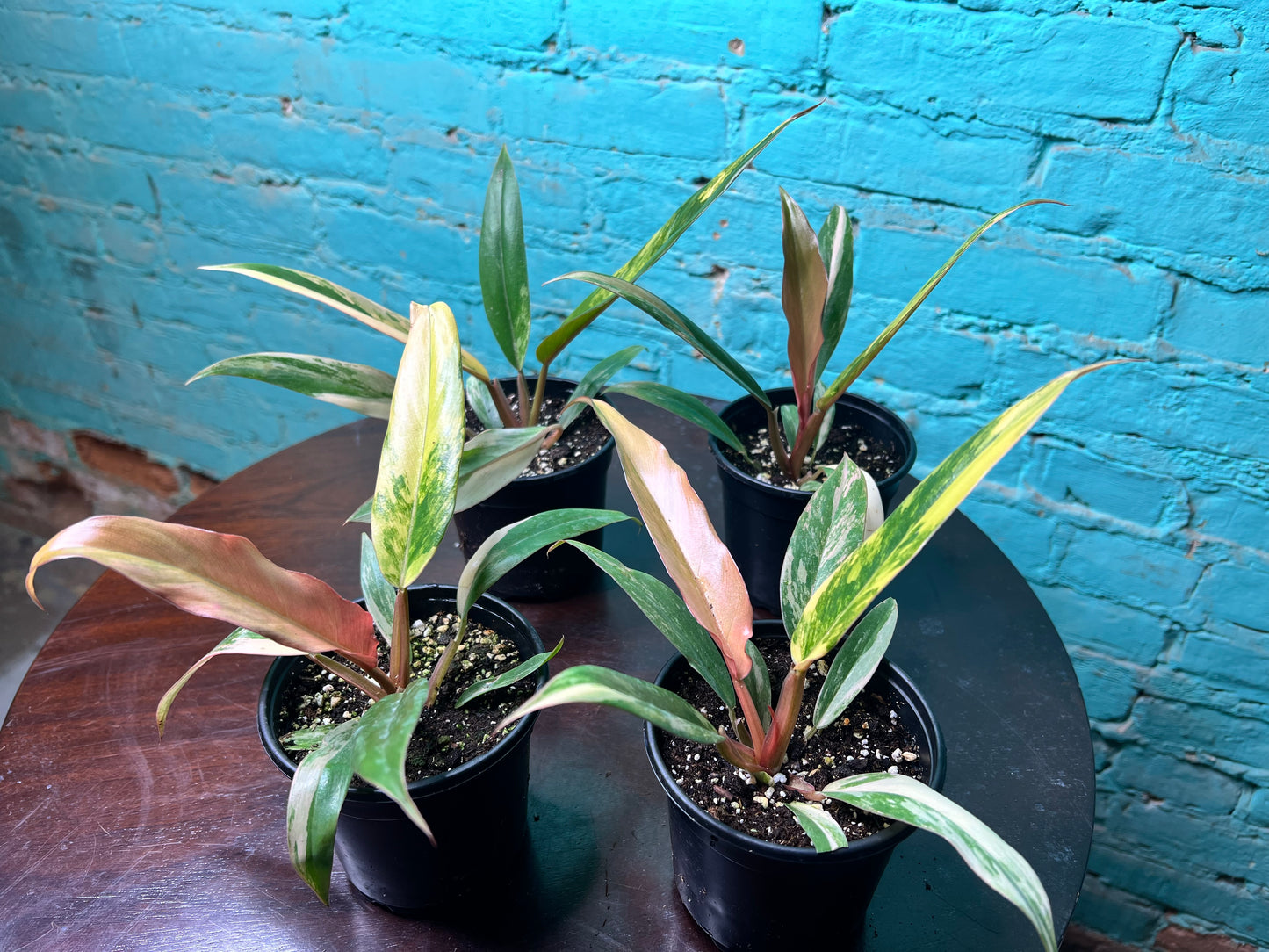 Philodendron Carmel Marble 4”