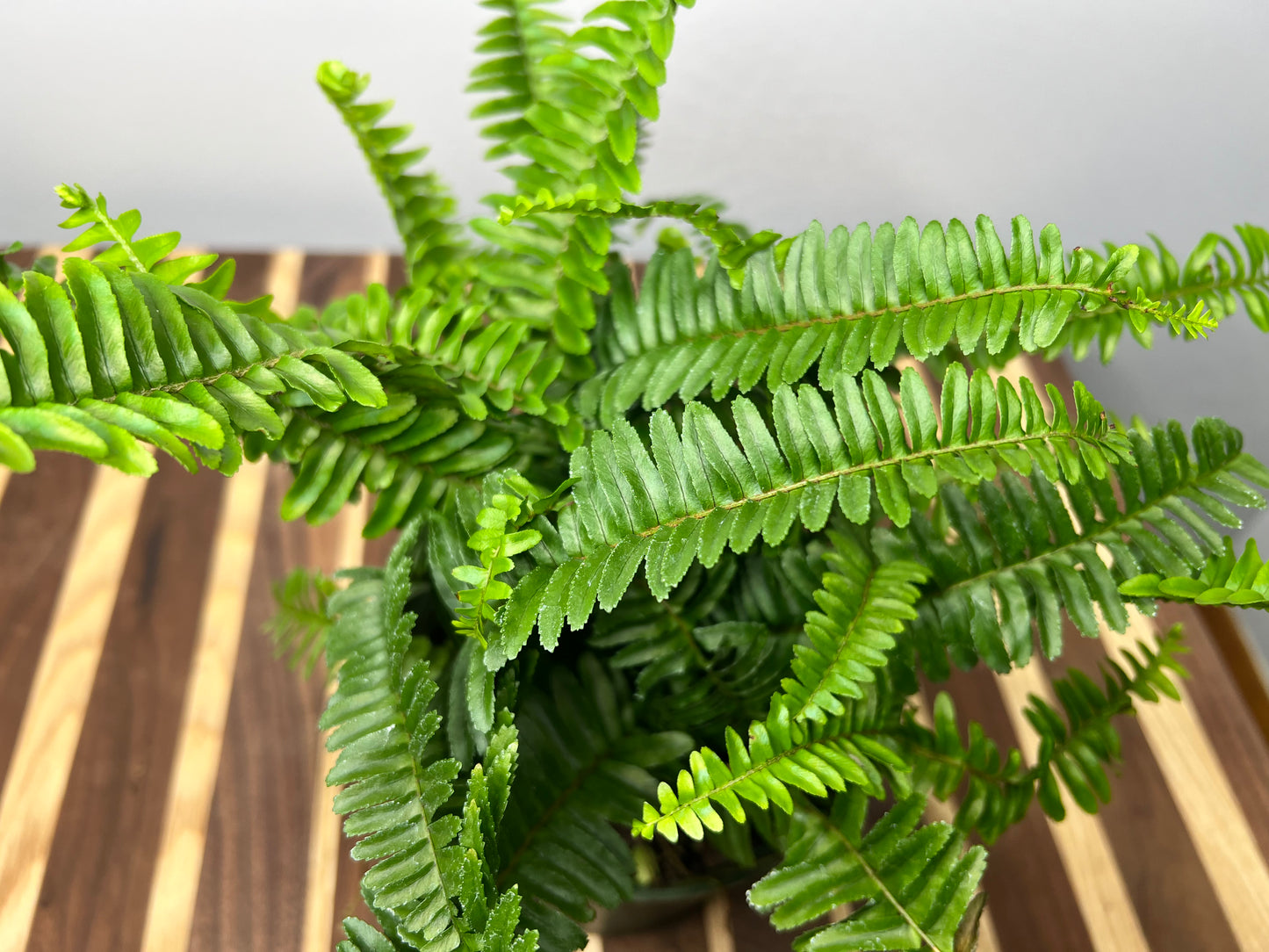 Fern Kimberly Queen