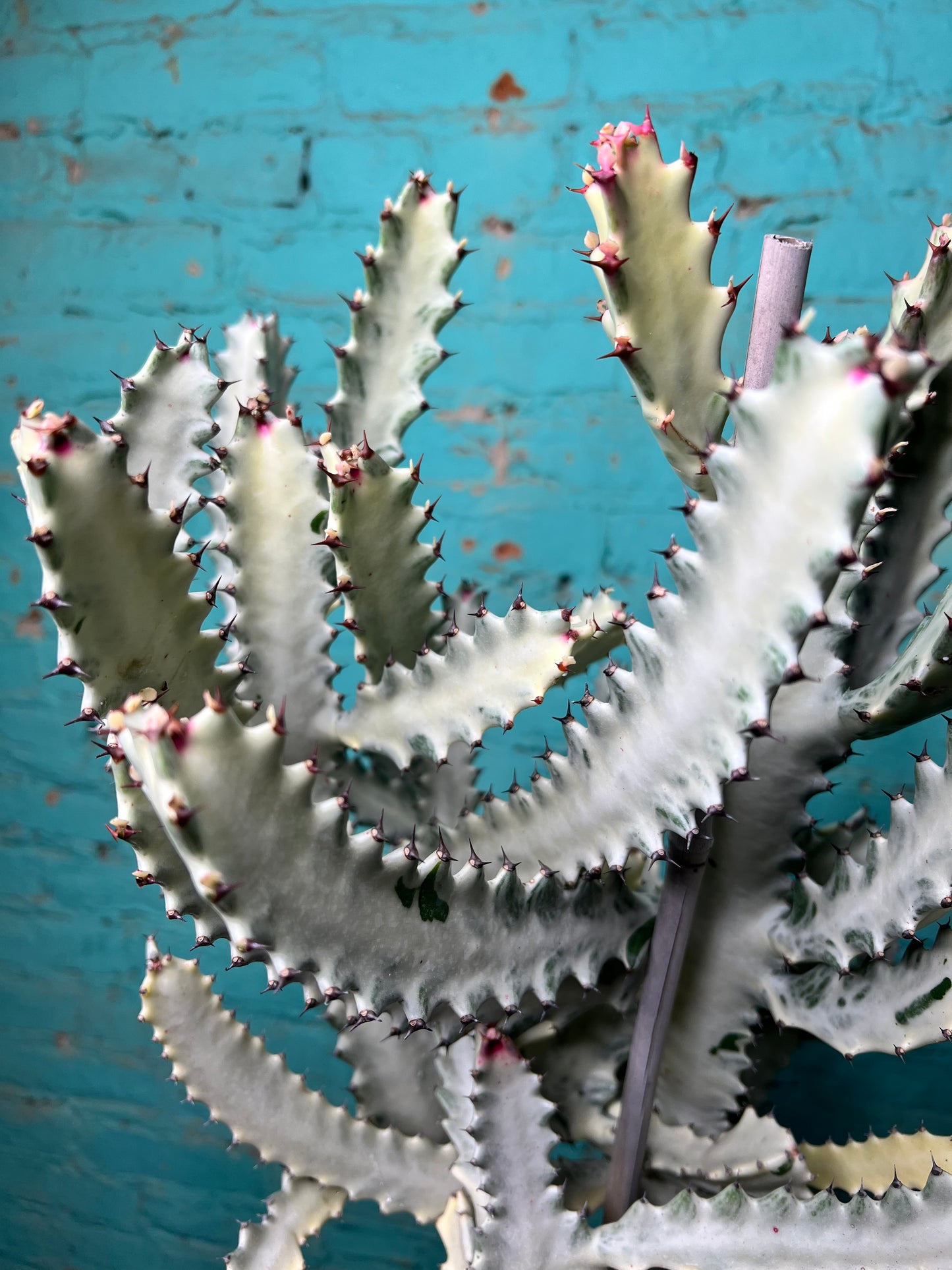 Euphorbia Trigonia Variegated 10”