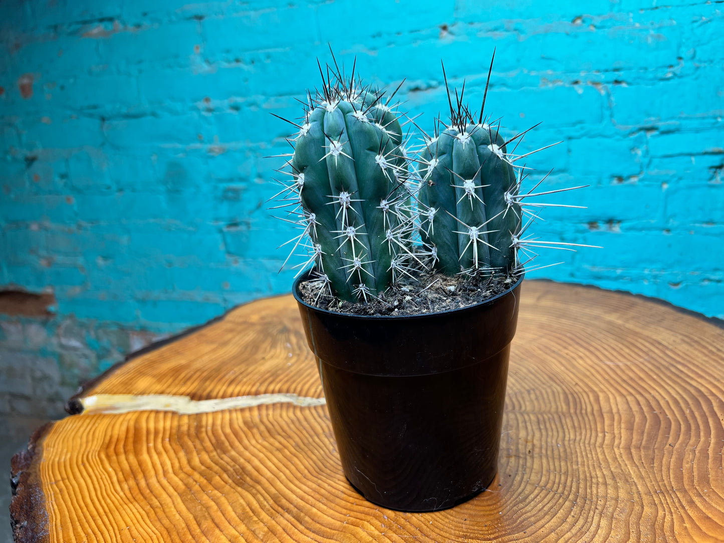 Stetsonia Coryne Cactus 6”