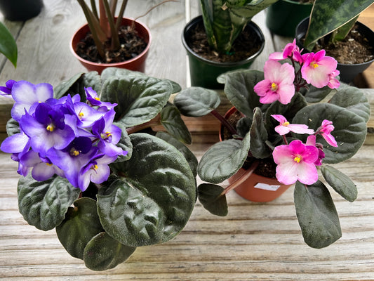 African Violets (4” each)