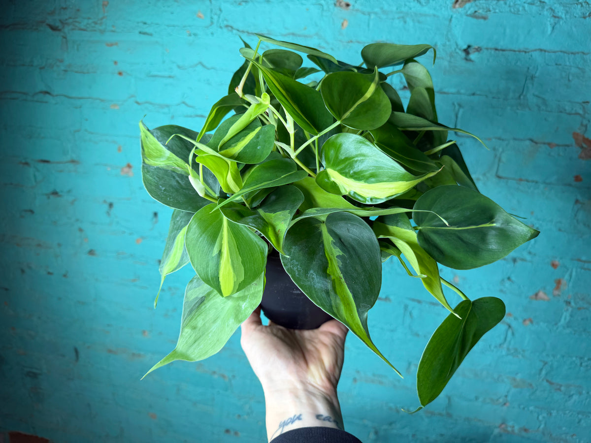 Philodendron Brasil 6”