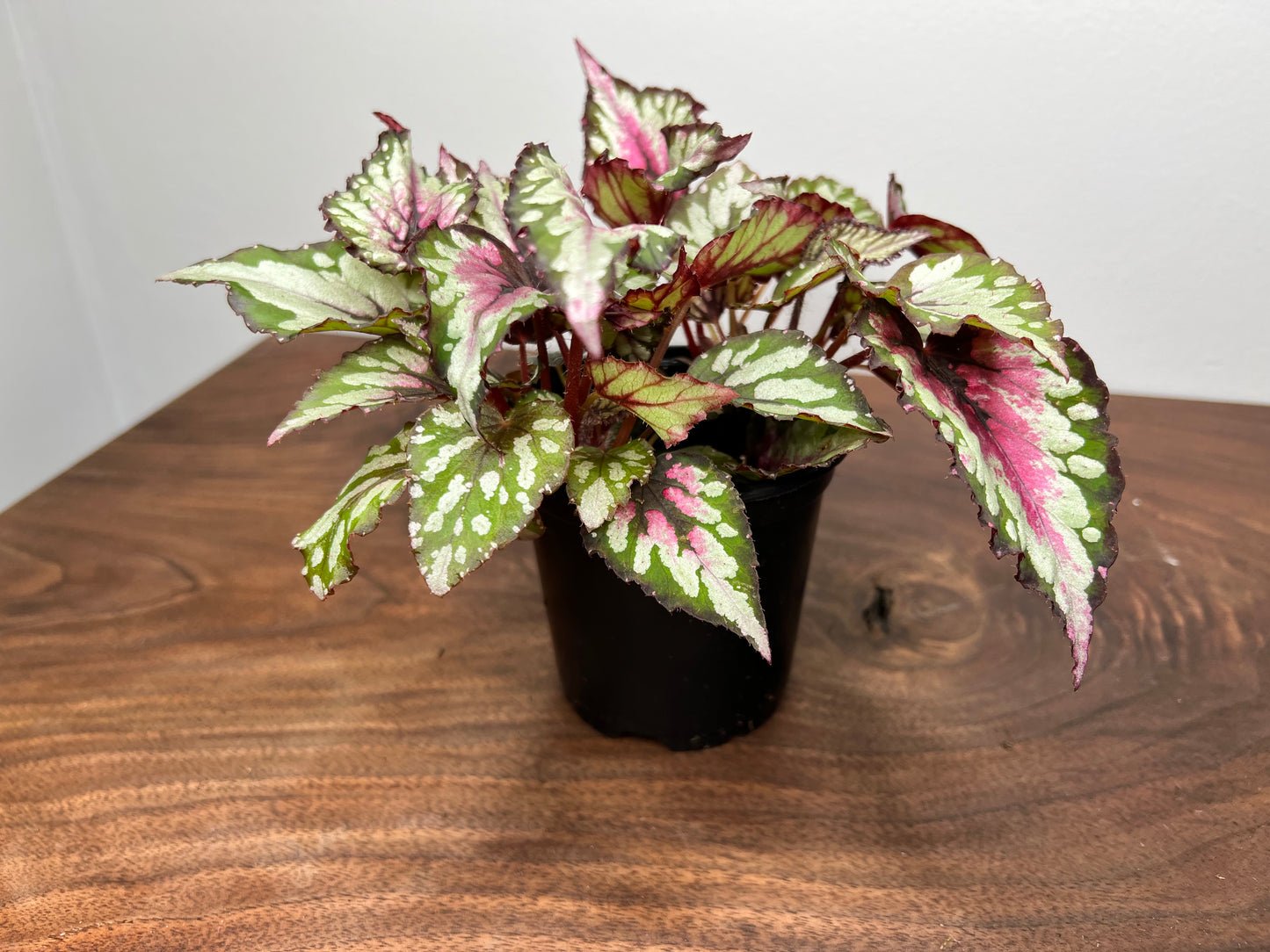 Begonia Purple Blush