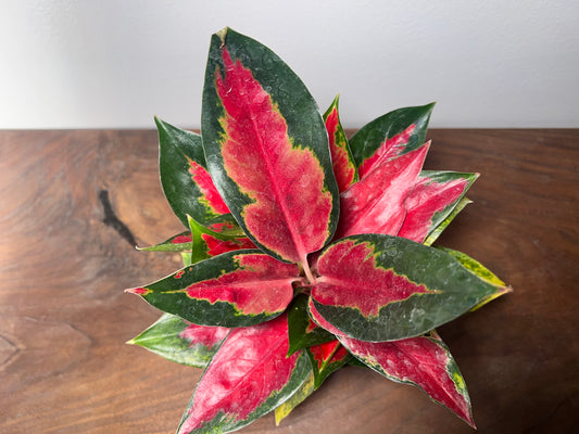 Aglaonema Star King  4”