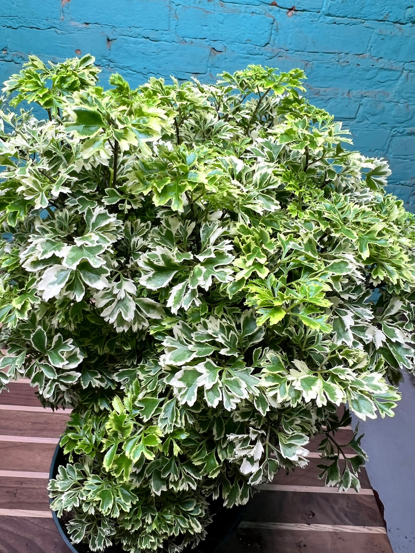 Ming Aralia Variegated 8”