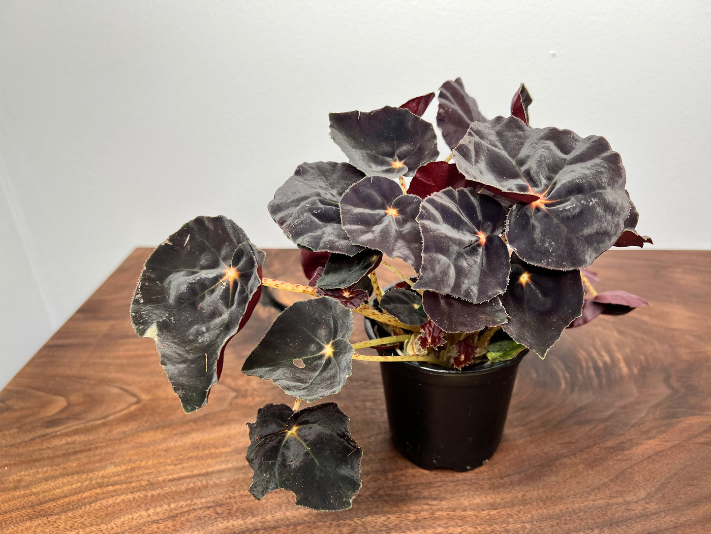 Begonia Dark Mambo