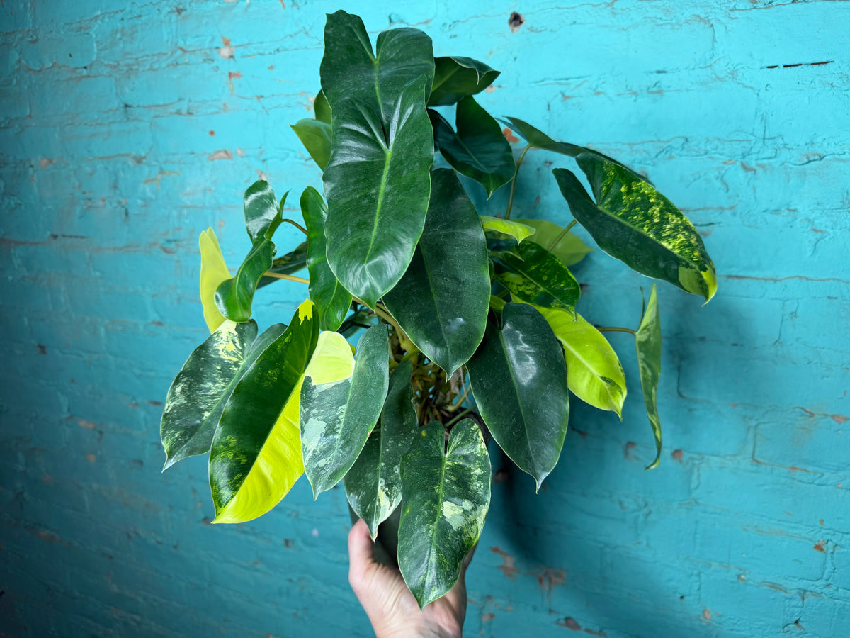 Philodendron Burle Marx Variegated 6”