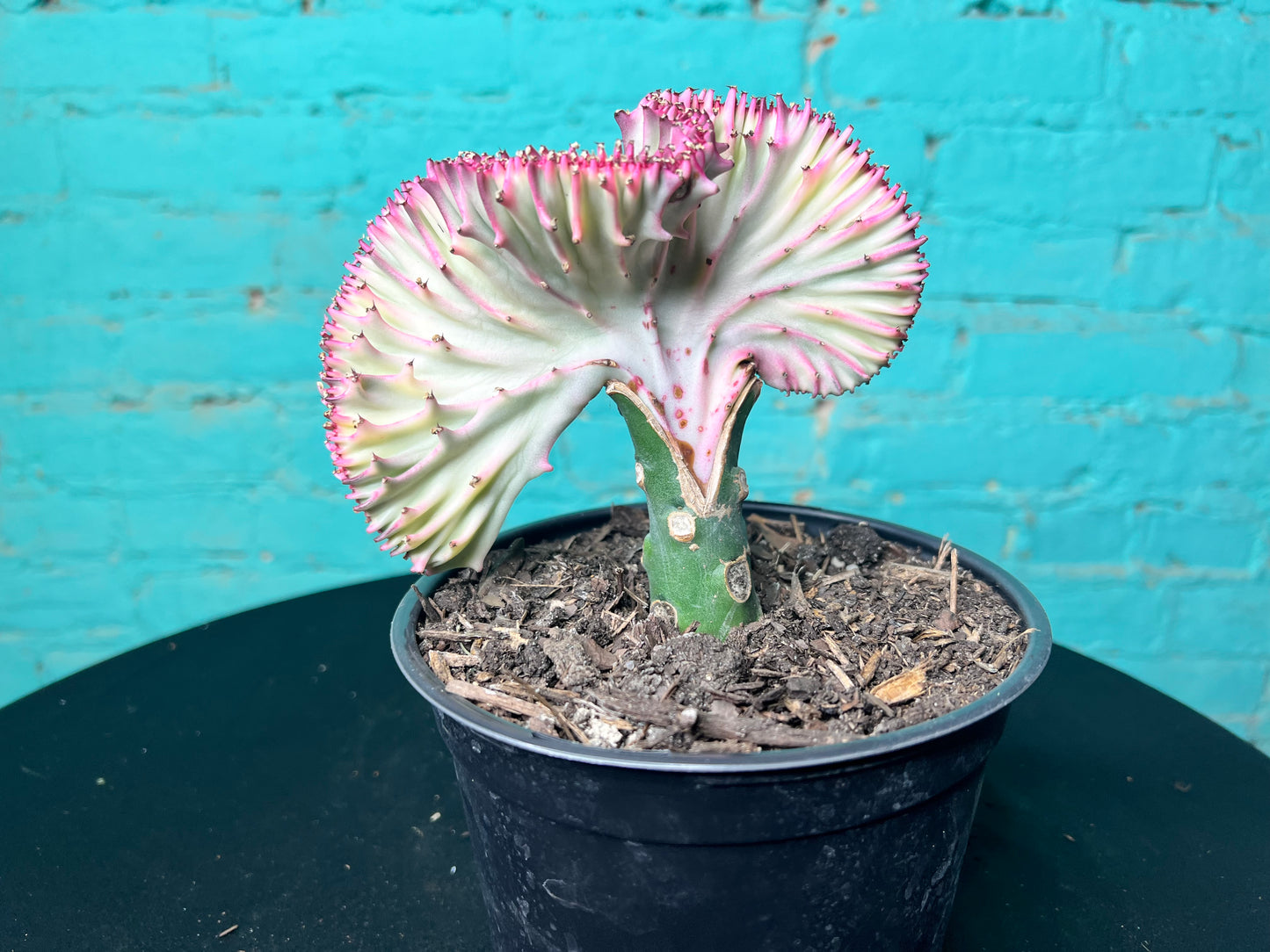 Euphorbia Lactea- Mermaid Tail cactus 6”