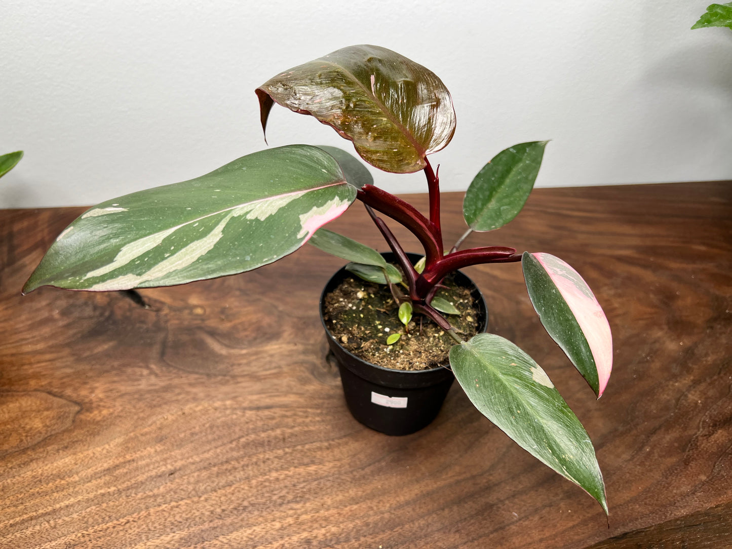 Philodendron-Pink princess 4”