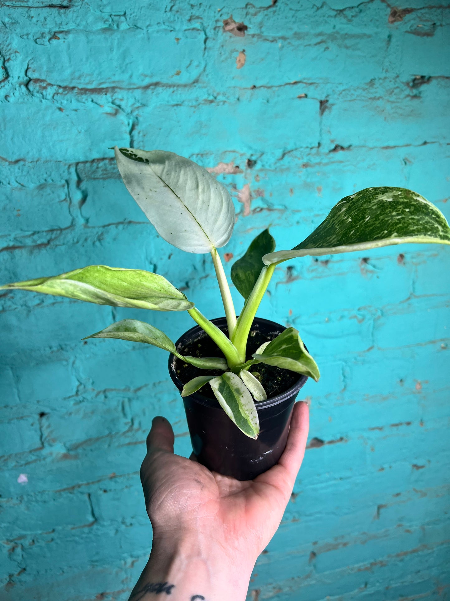 Philodendron Jose Buono Albo 4”