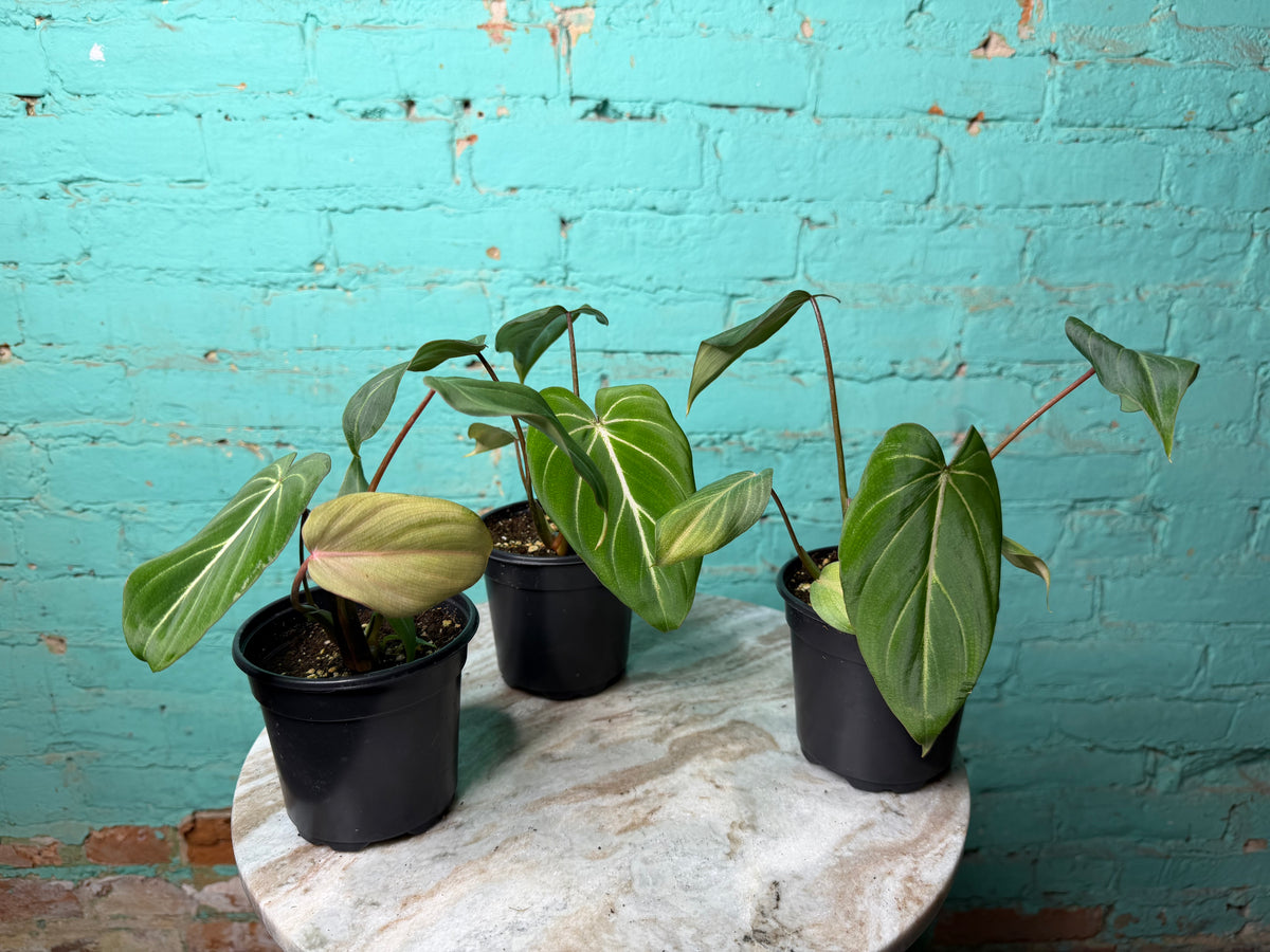 Philodendron Gloriosum 4”