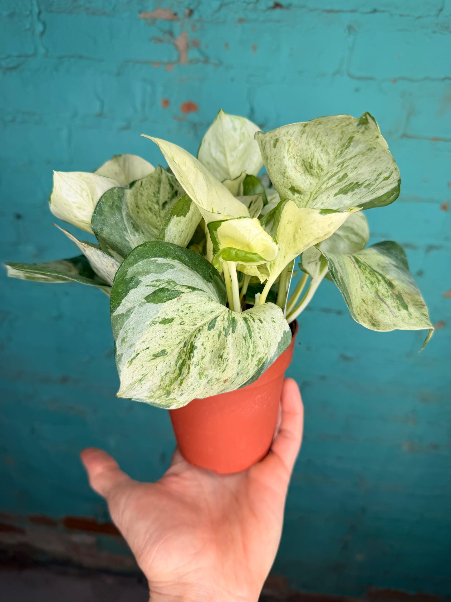 Manjula Pothos 4”