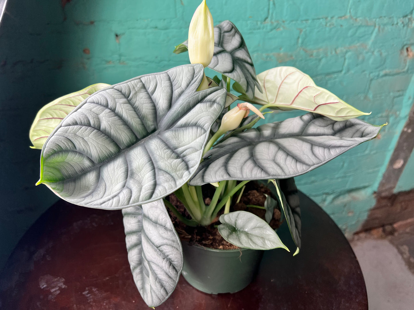 Alocasia Silver Dragon Scale 6”