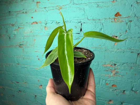 Philodendron Florida Green