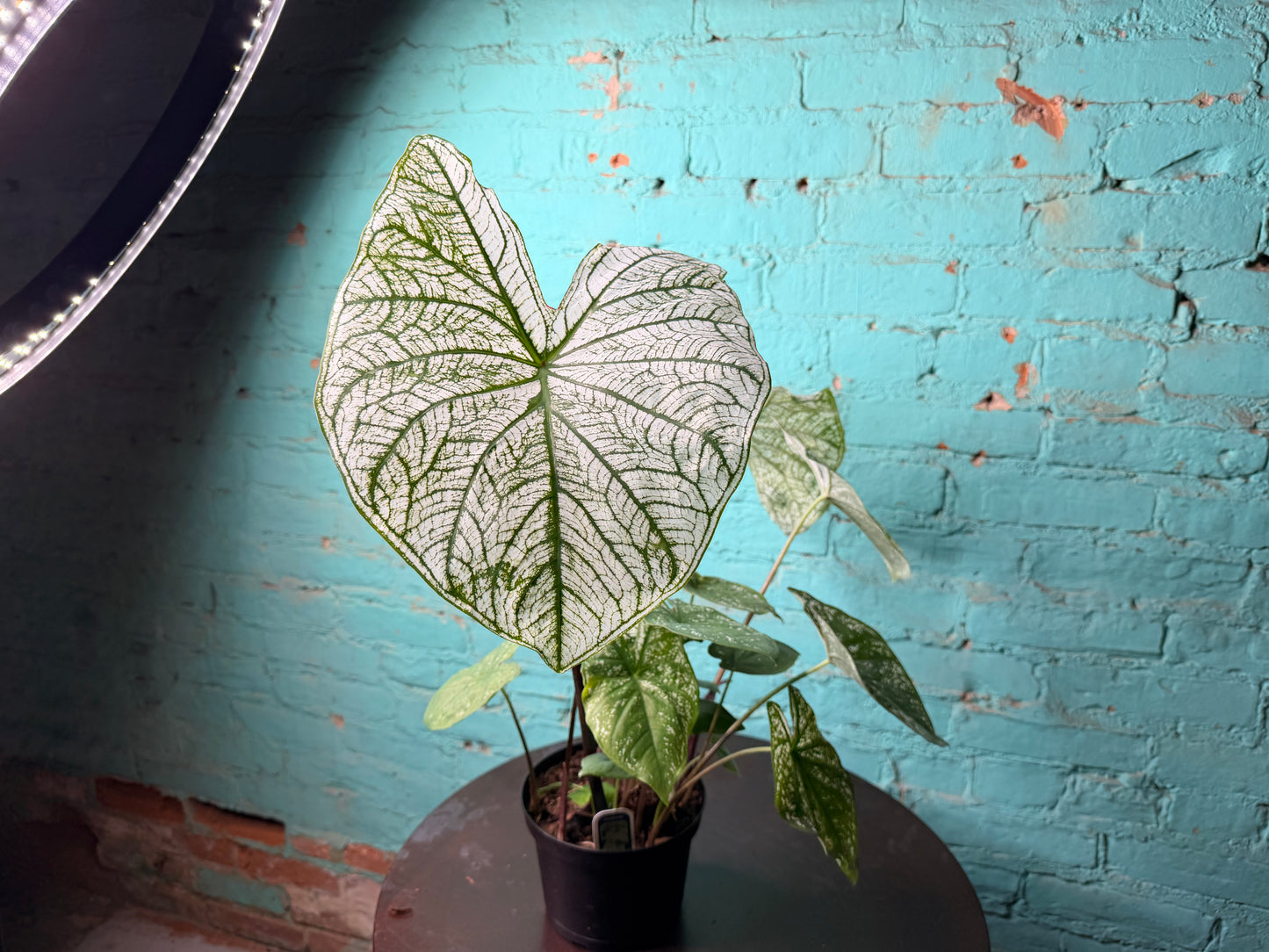 Caladium 6” ‘Dreams’