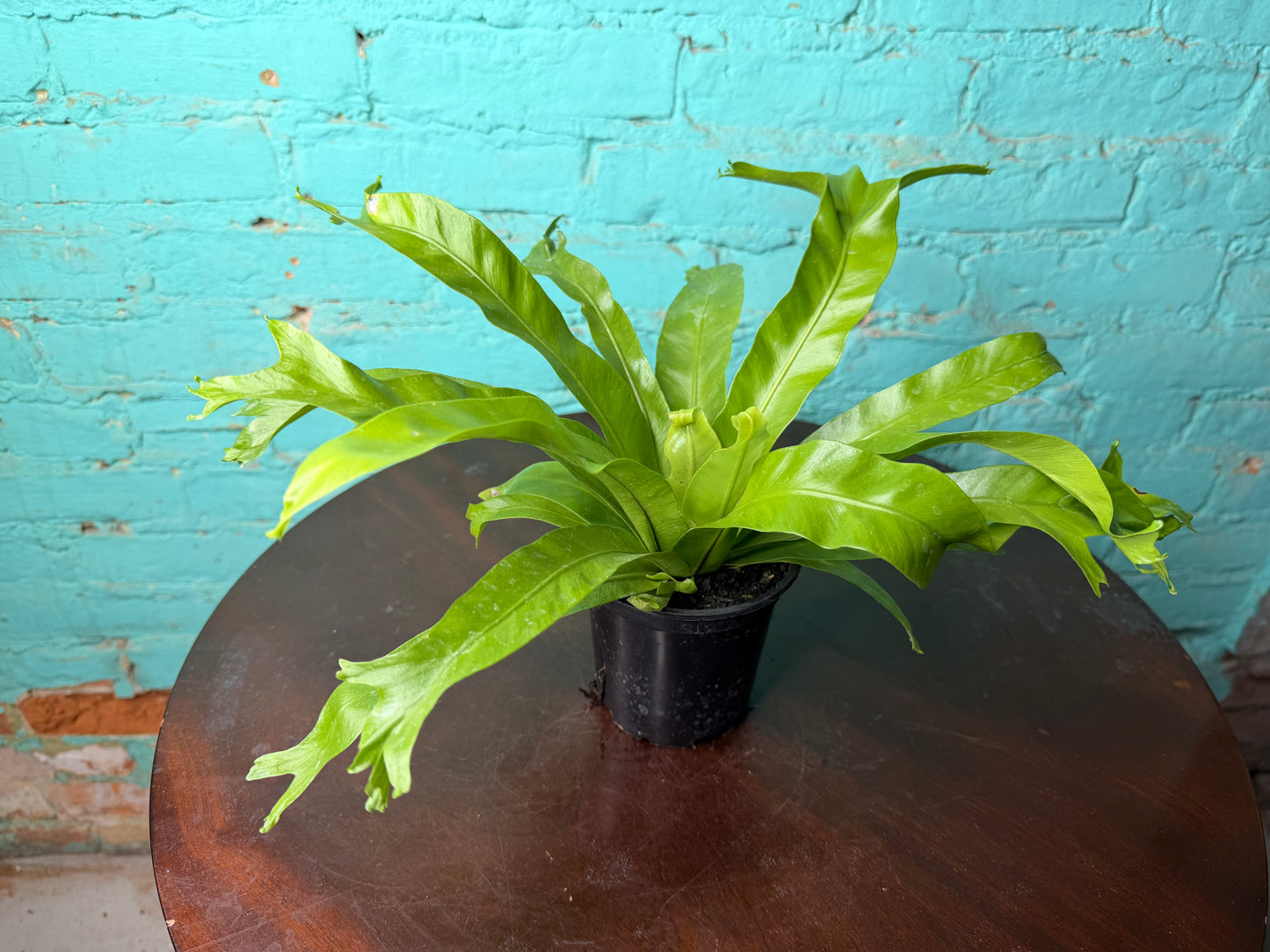 Bird’s Nest Fern 4”