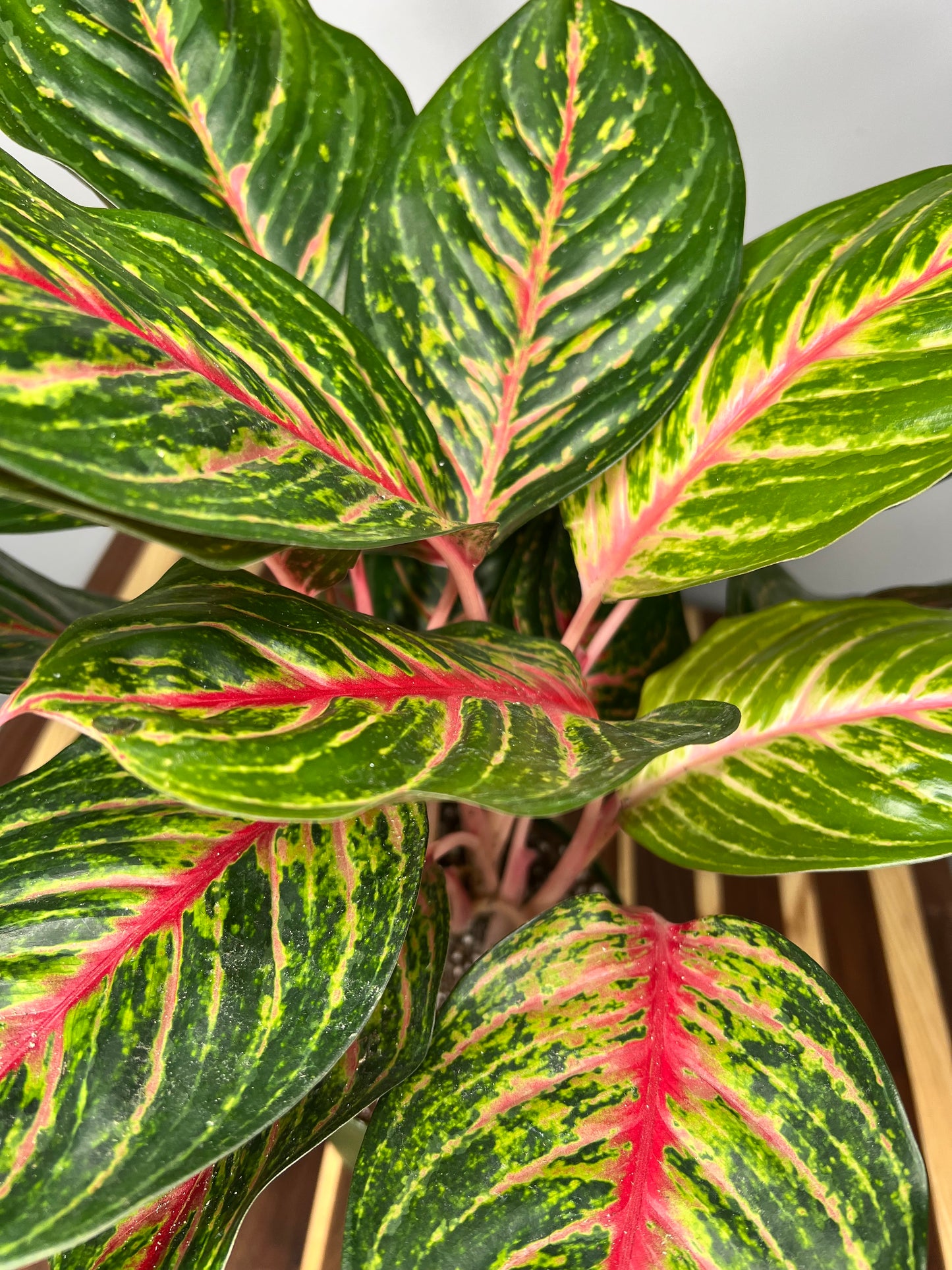 Aglaonema Red 6”