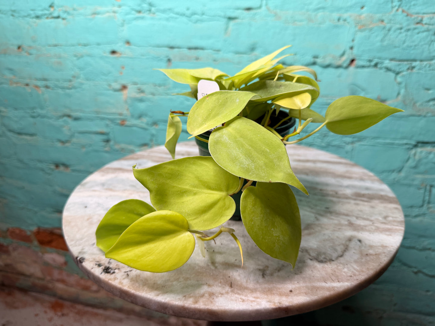 Philodendron Heart Leaf Neon 4”