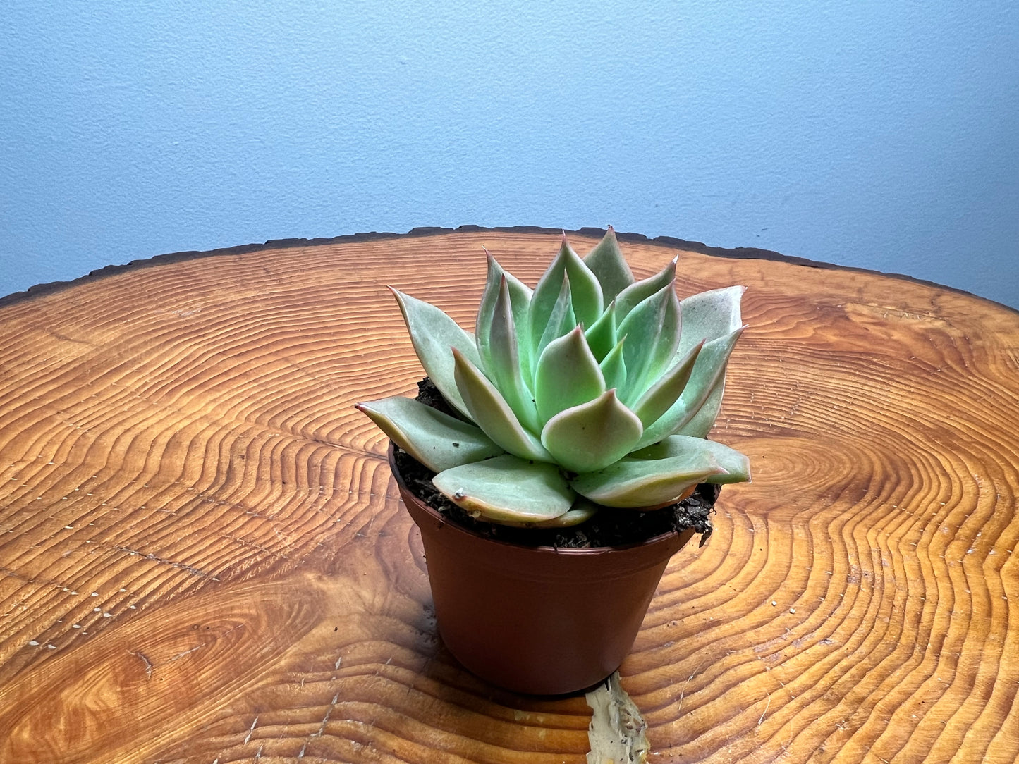 Echeveria-Molded Wax