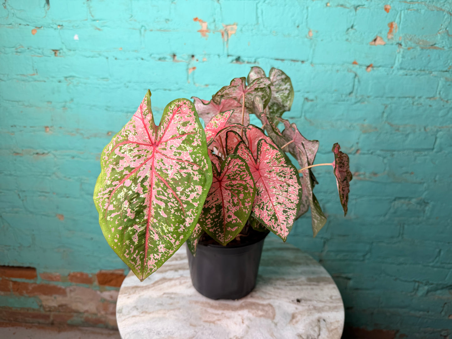 Caladium 6” ‘Pink Beauty’
