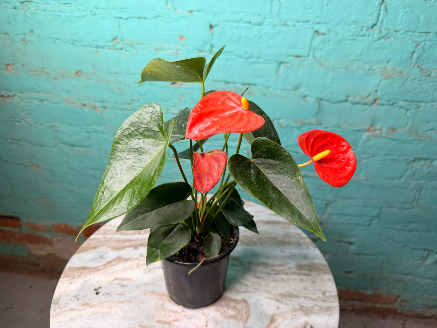 Anthurium Flamingo Flower 4” each