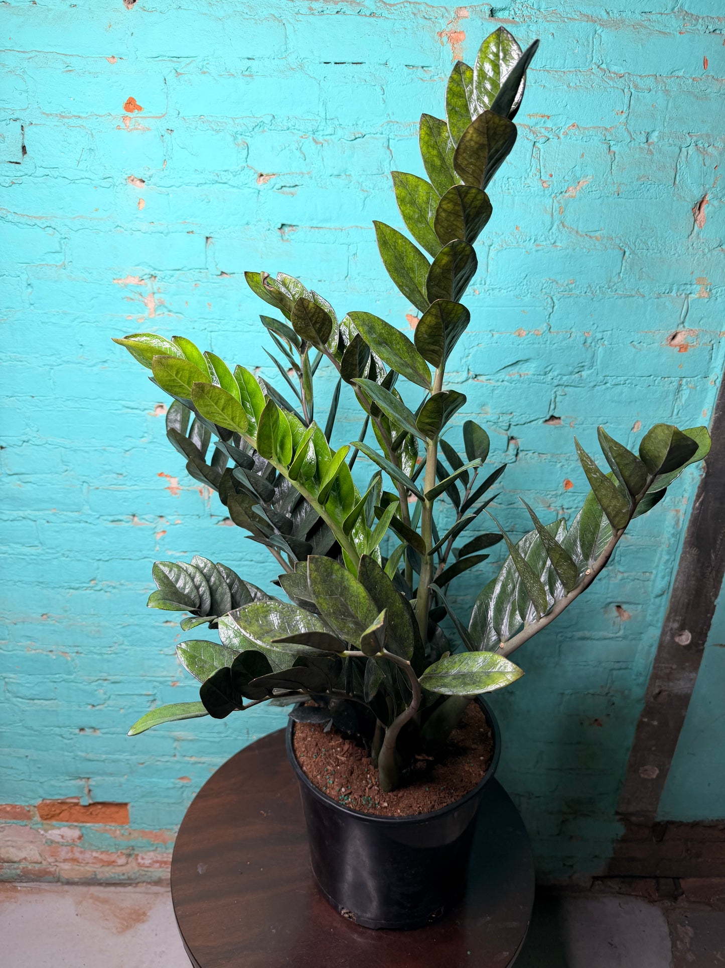 Raven ZZ Plant 10”