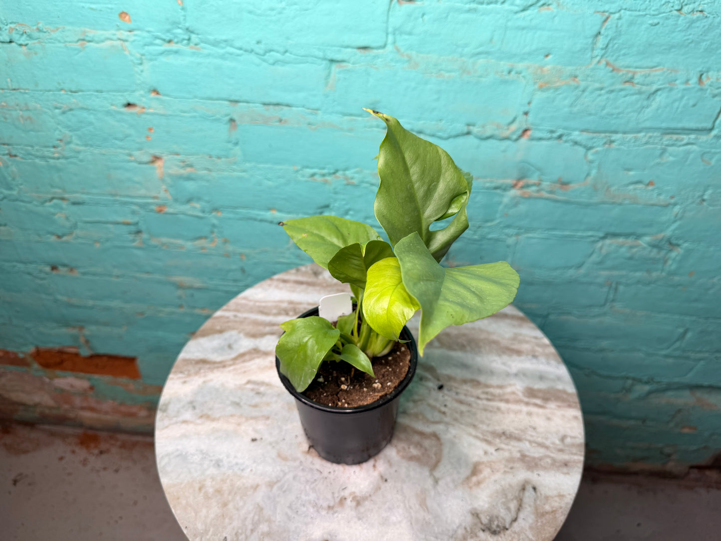 Rhaphidophora Tetrasperma ‘Mini Monstera 4”