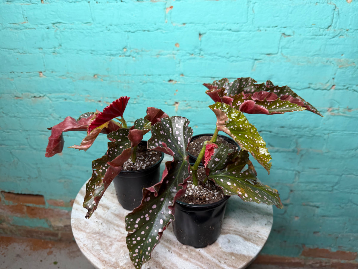 Begonia Maculata ‘Cracklin Rosie’ 4”