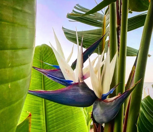 Bird of Paradise White  4”